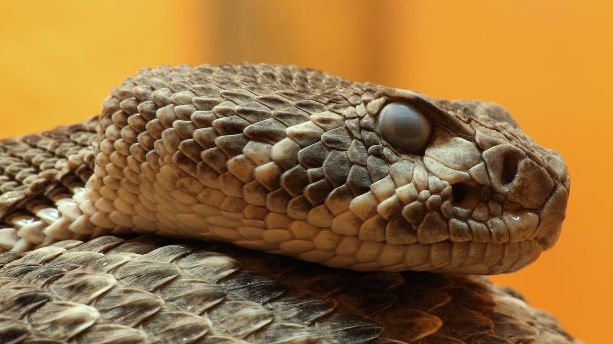 Harnessing Rattlesnake Venom Resistance for Antivenom Development