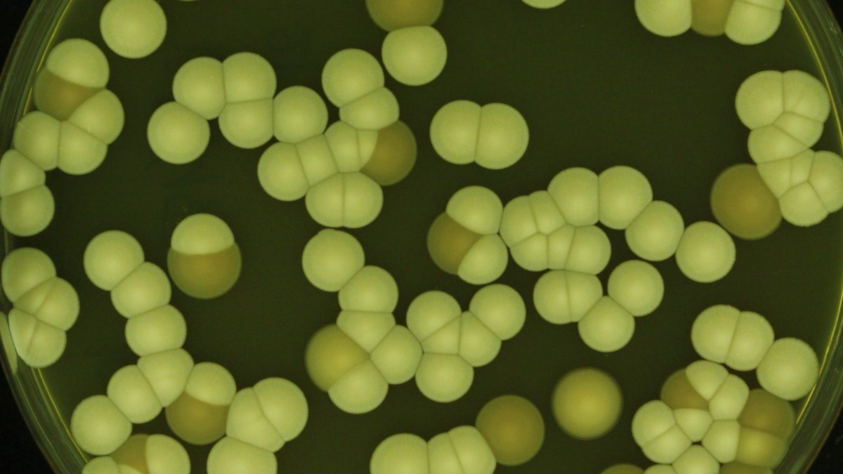 Emerging Fungal Pathogens and the Impact of Climate Change on Human Health